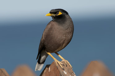 A vivid photograph of a myna bird, a brown and black bird with a yellow beak, looking off to the side as it perches on a wooden fence